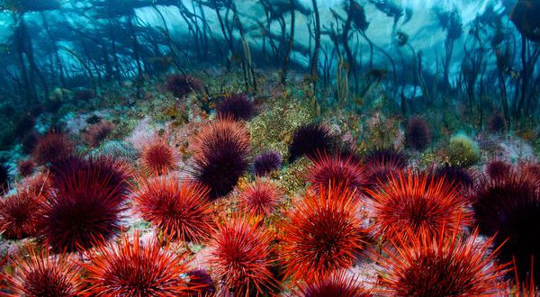 I RICCI DI MARE – Corallo per le papille gustative