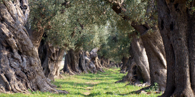 GLI ULIVI – Il polmone Salentino!