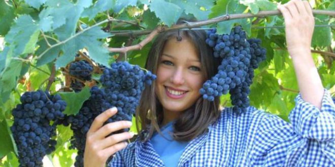 Come and join grape harvest in Salento!