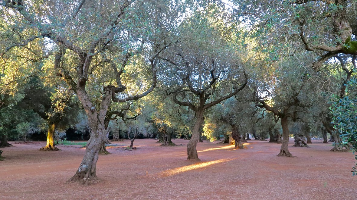 Uliveto masseria Farnara - booking@salentodolcevita.com