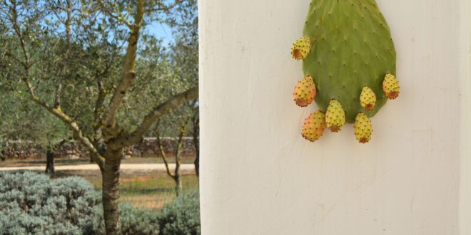 5 tips to use the prickly pear’s leaves of Salento