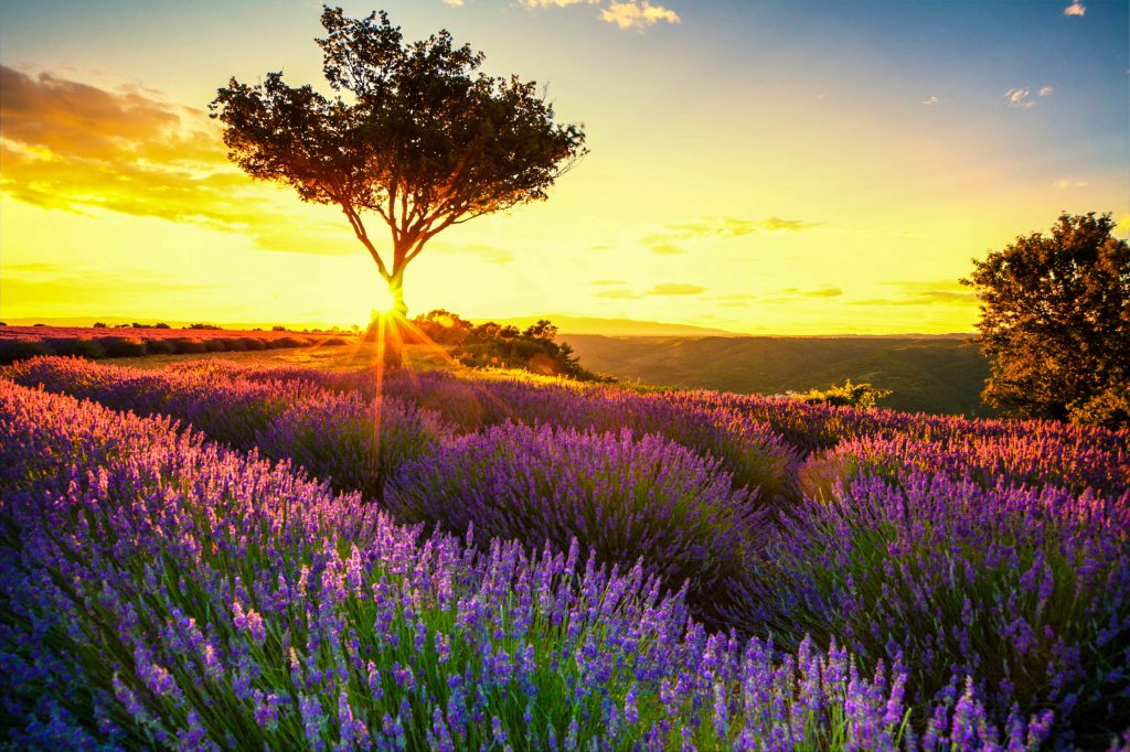 campo di lavanda provenza 