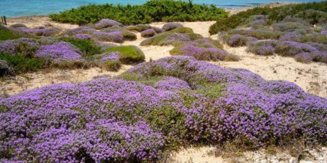 Découvrez la mer à Tarente : la magnifique côte du golfe au sud de la ville