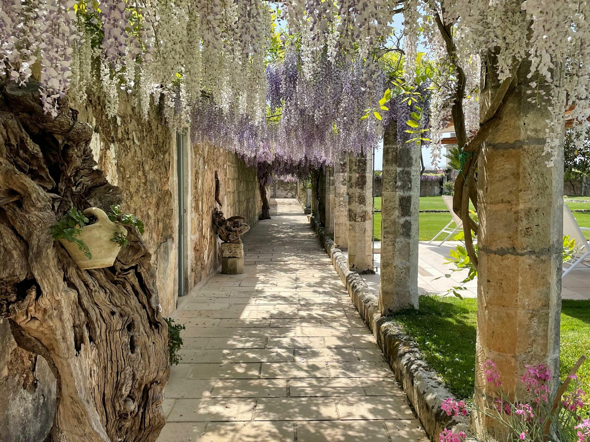 Pergola with wisteria