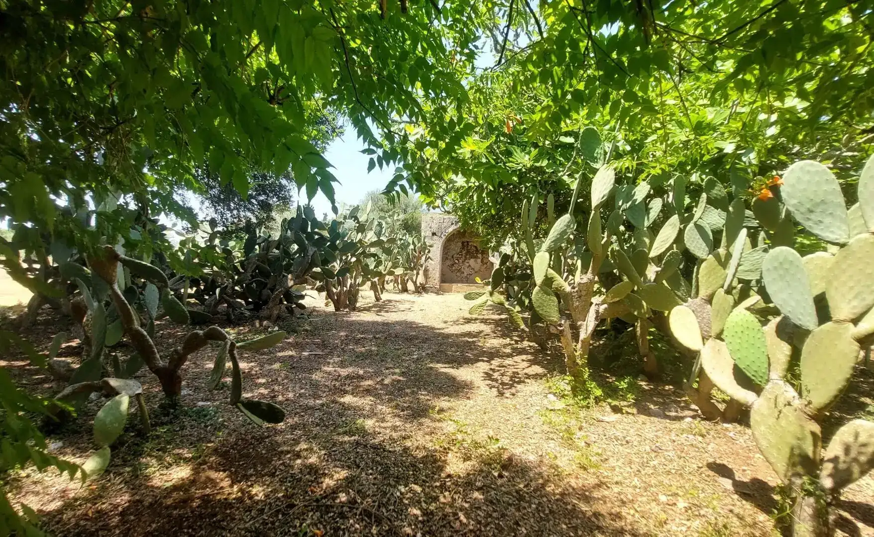 charming_villa_with_pool_to_rent_puglia_south_of_italy_masseria_don_mattia (84)