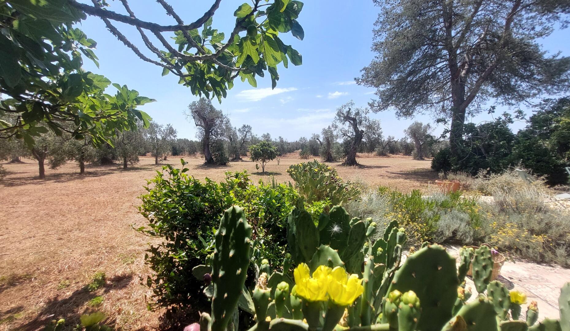 MASSERIA DON MATTIA - MAIN HOUSE