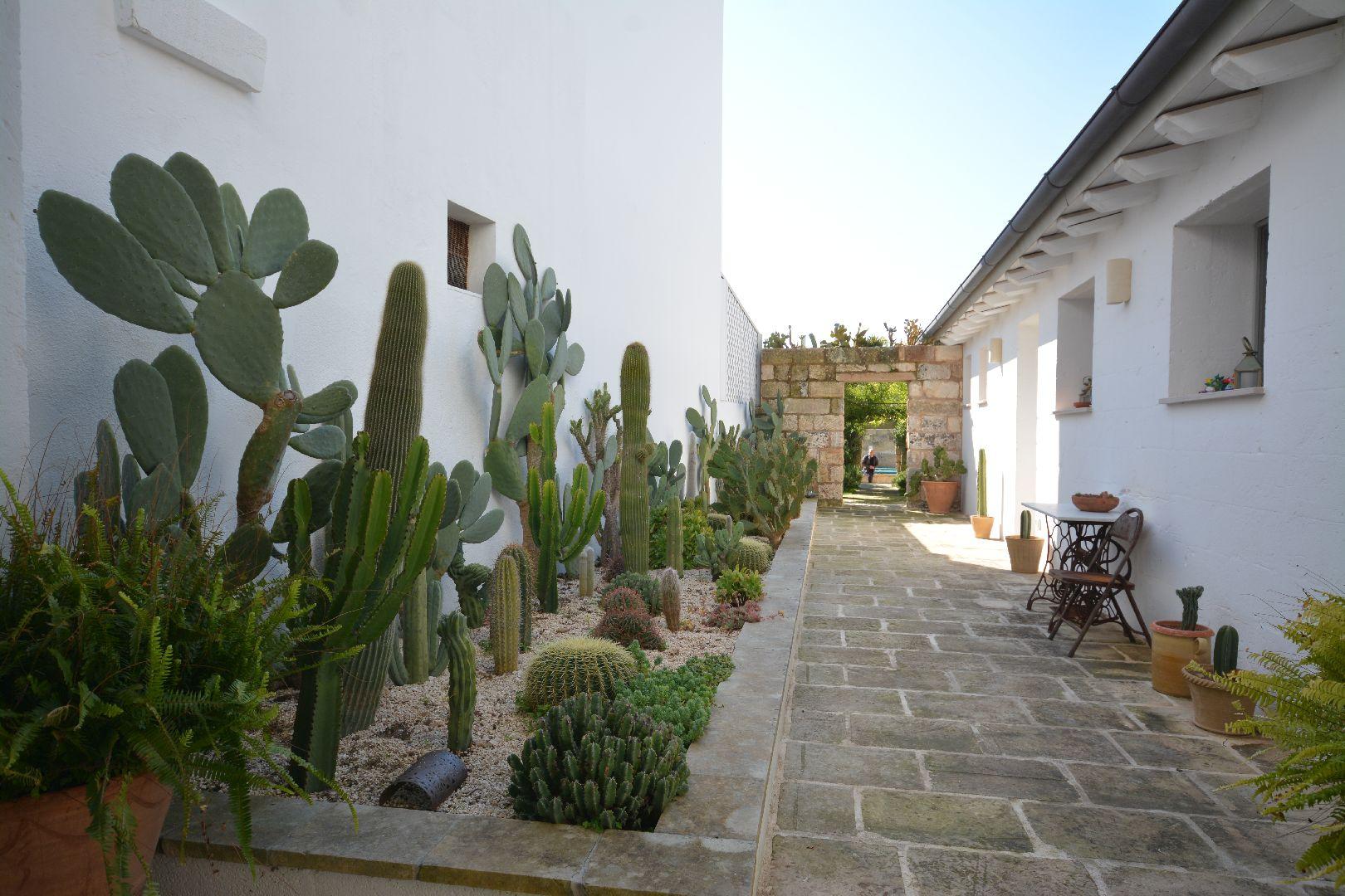 at the rear, garden with succulent plants 