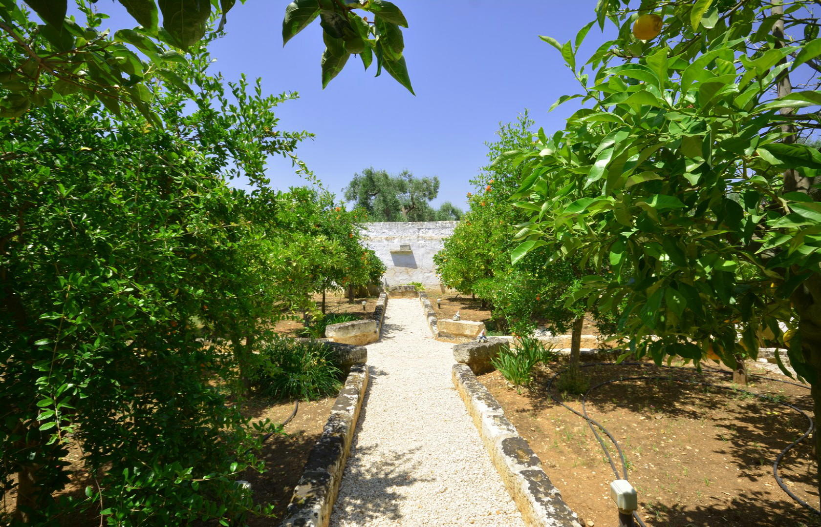 Garden, Citrus grove