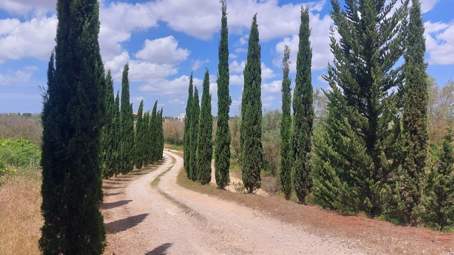 Jardin - avenue bordée d‘arbres