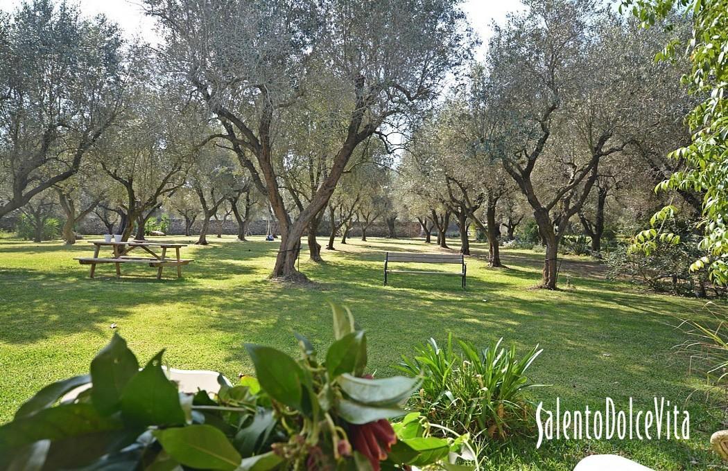 Garden - Olive grove view 