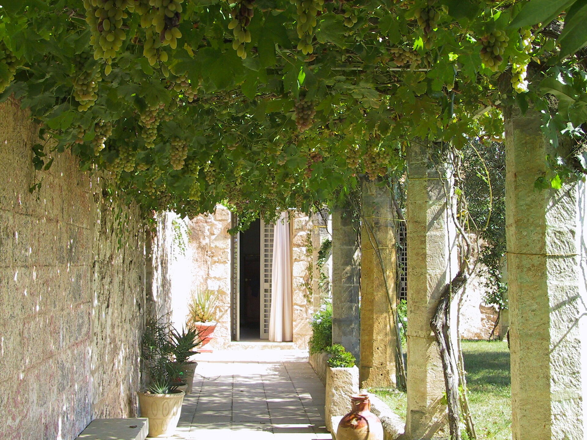 Pergola with wisteria