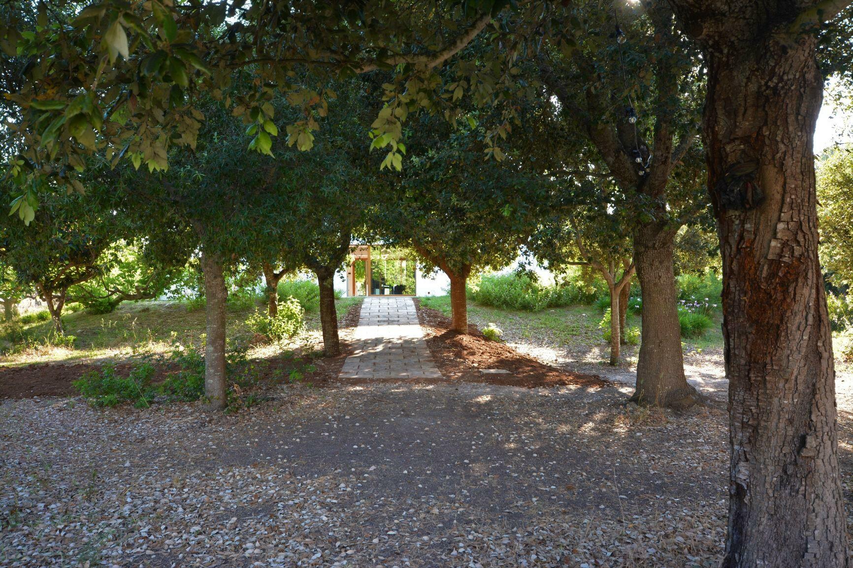 path under the oaks to the swimming pool area