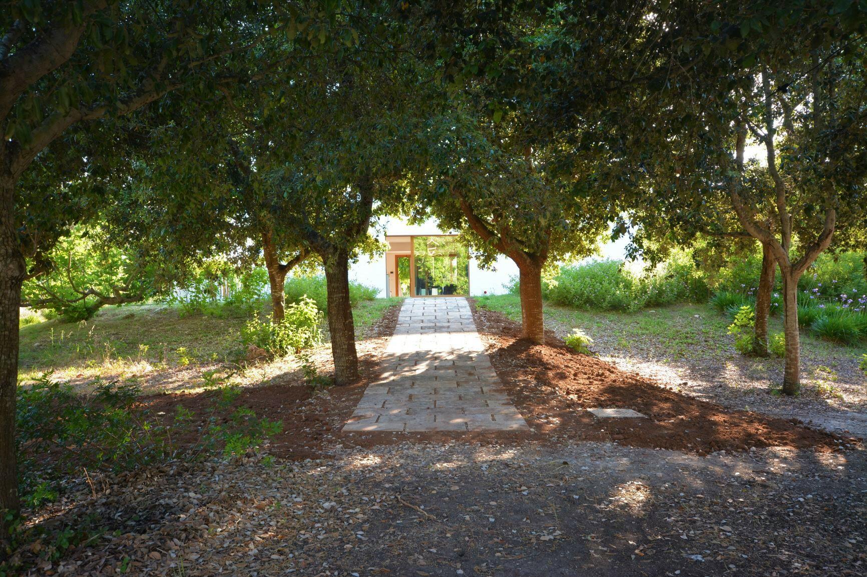 small oak forest