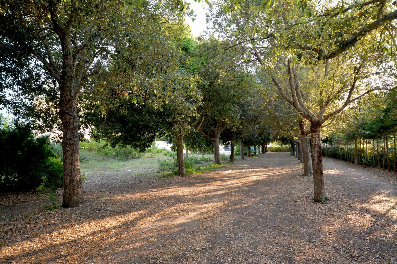 Petite bois de chênes