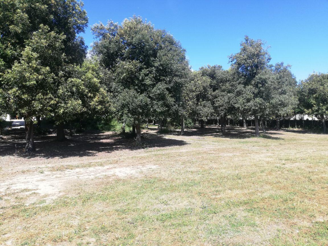 Petite bois de chênes