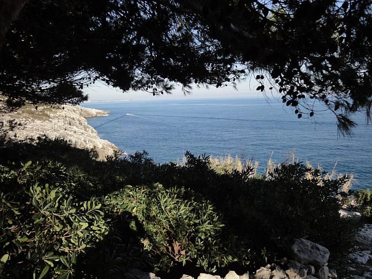 Vue sur la mer et la côte depuis la pinède