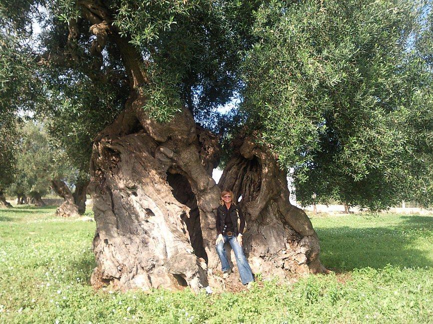 Garden olive‘s tree
