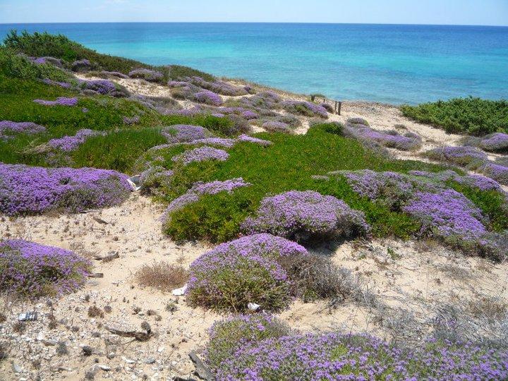 Sandy beach 2,3 Km