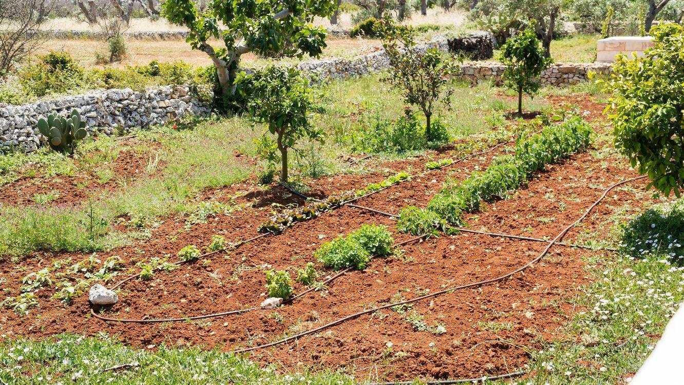 Vegetable garden