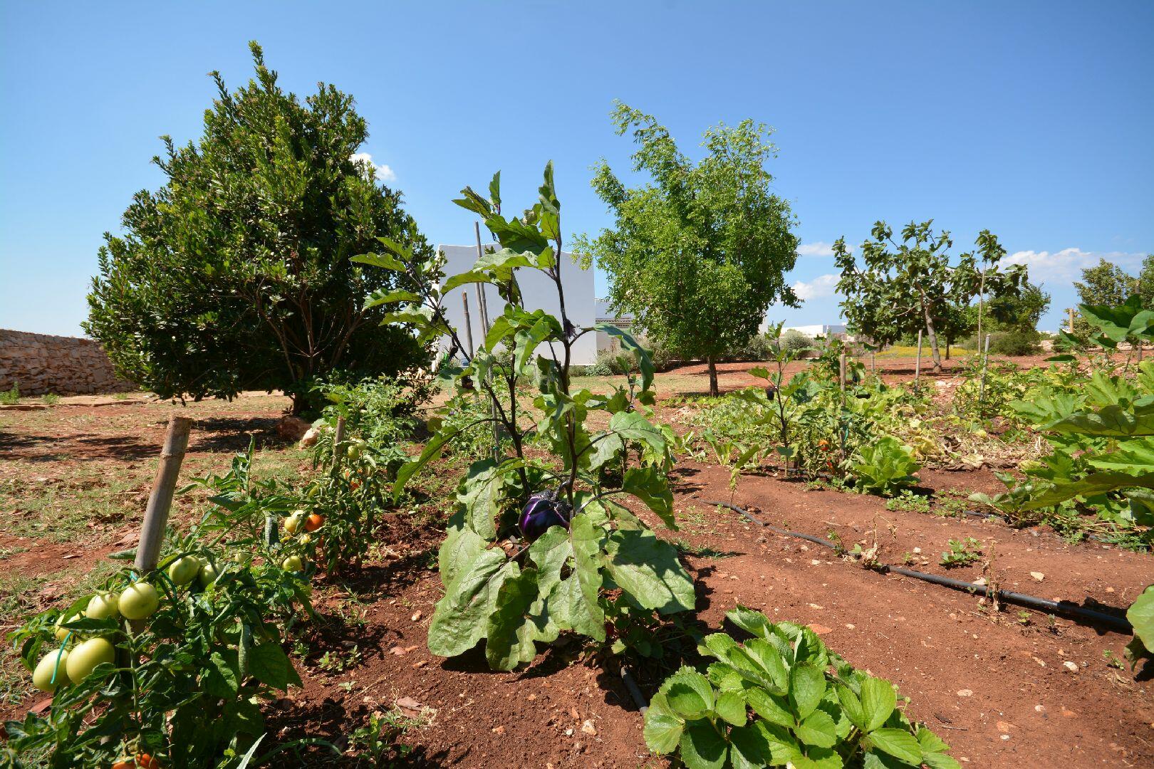 The vegetable garden